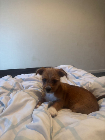 Shih Tzu  cross chihuahua
