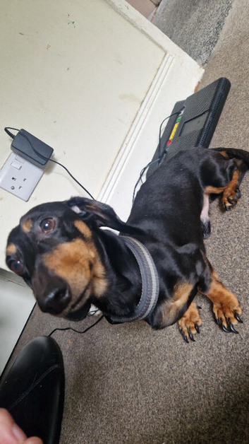 Miniature daschund