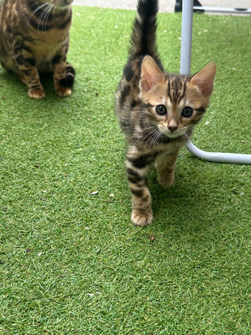 pure bengal  kitten male