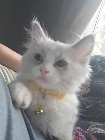 Last beautiful ragdoll