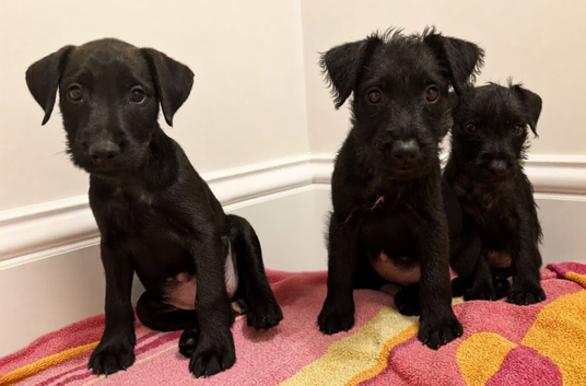 Lakeland x Patterdale Terrier Pups