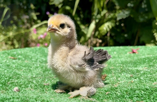 Pekin bantam frizzle chicks