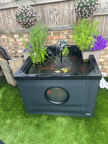 Pond fish etc