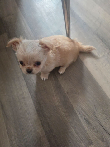 Chihuahua