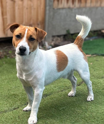 Stunning Jack Russel for stud