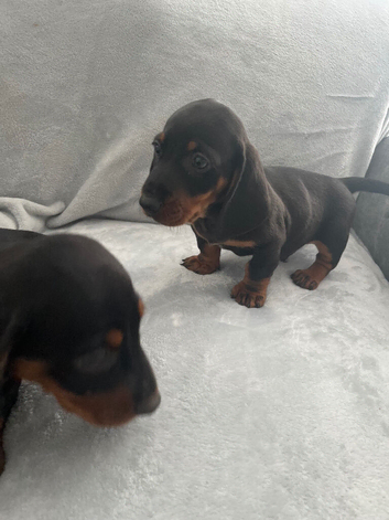 Mini dachshund