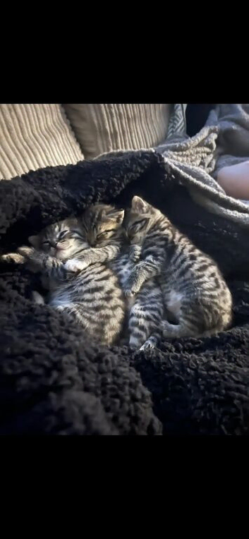 Beautiful kittens for sale dorset