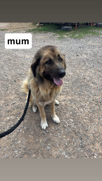 Caucasian shepherd for sale