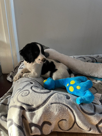 springer spaniel pups ready to leave now