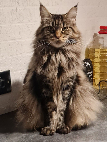 Black smoke Maine Coon