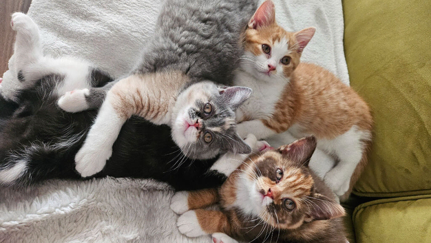 Beautiful Home-Raised BSH & Selkirk Rex Kittens