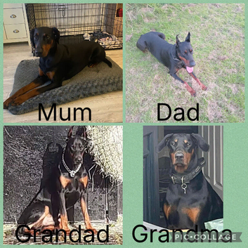 Doberman puppies