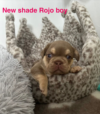 2 stunning french bulldog boys