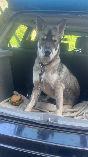 Husky cross gsd