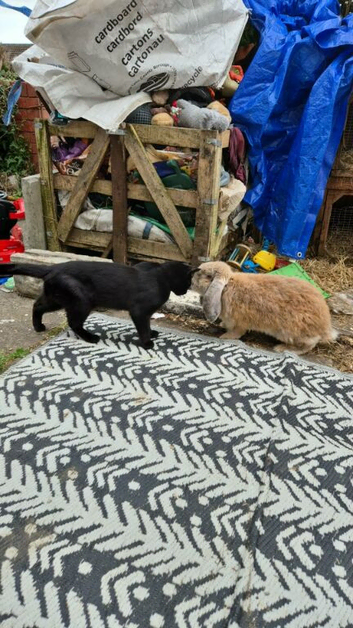 Male French lop