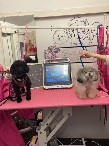 Pomerpoo puppies