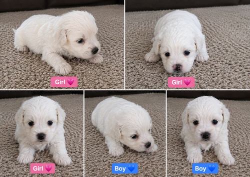 5 Bichon Frise Puppies