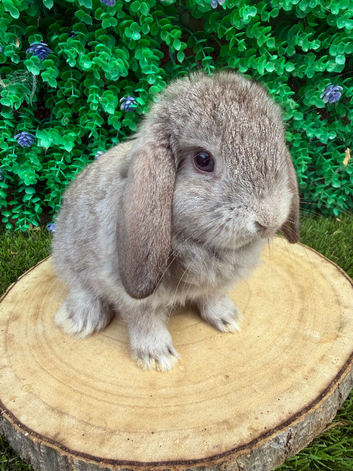 Purebred mini lops ready now