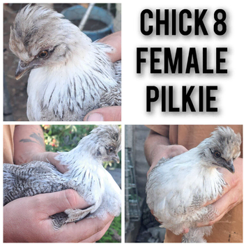 Chicks for sale