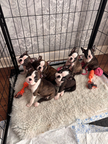 Stunning quality Boston terrier pups