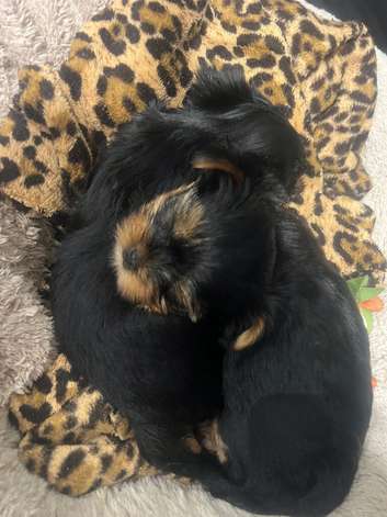 Mini Yorkshire Terrier