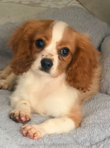 Beautiful Cavalier King Charles puppies
