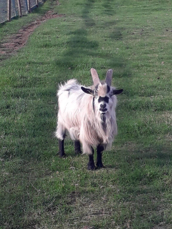 selection of billy and wether goats for sale