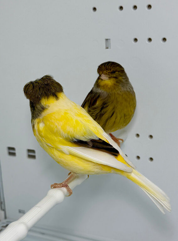 Beautiful pair of gloster canaries for sale