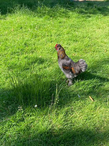Pilkie cockerel for sale