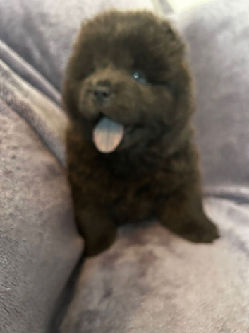 Chow chow puppies 2 boys left
