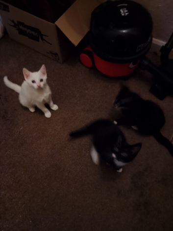 3 sweet Kittens