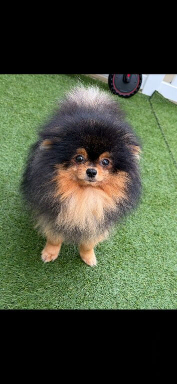 Proven stud Pomeranian