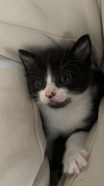 2 kittens looking fo forever homes