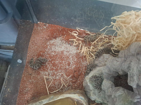 For sale. Viper geckos