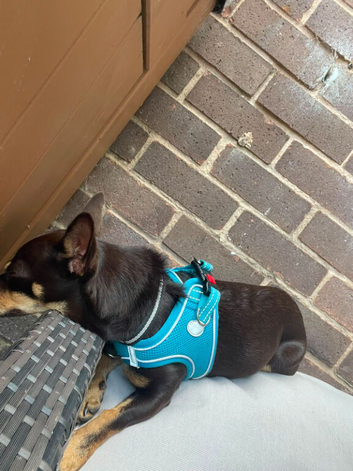 Male chiuahua for sale
