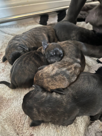 Staffy x daschund