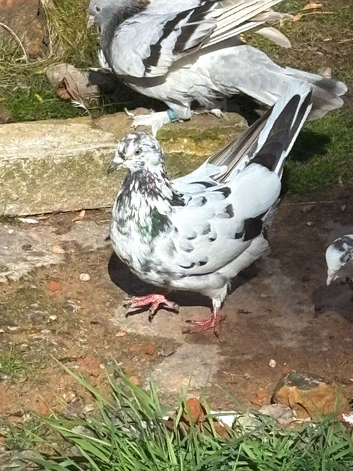 Pigeon for sale
