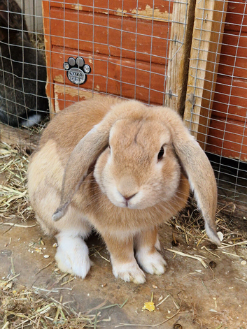 Two gorgeous father and son looking for their new homes.