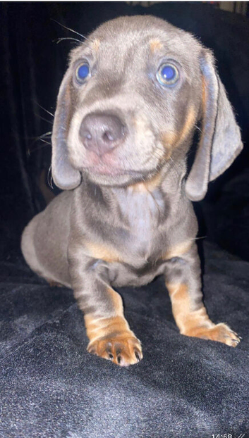 Dachshund puppies ready now