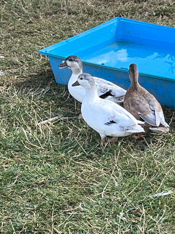 Pairs of this years call ducks available ( 1 male & 1 female)