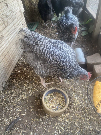 Pure-Breed Cuckoo Marans Cockerel from Award-winning Show stock with Dark Brown Eggs