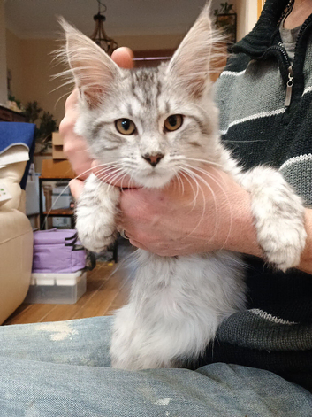 Stunning grey Maine coone GCCF Registered