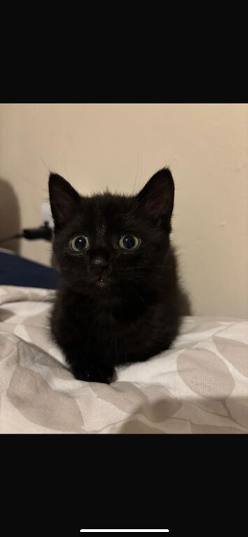 Black Kitten
