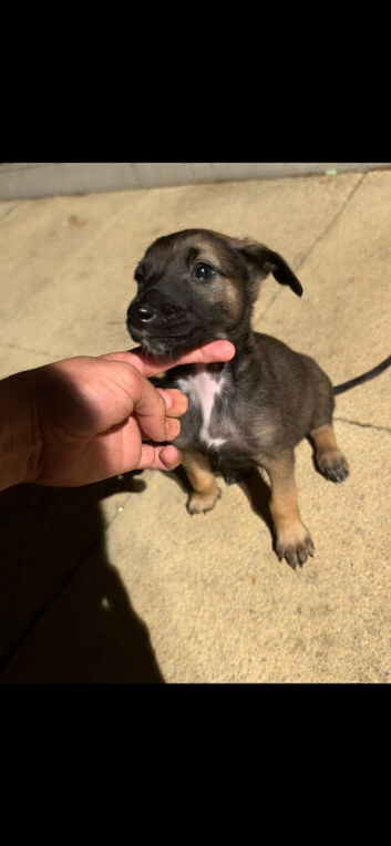 Belgian Malinois Male puppy