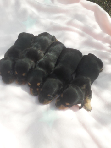 *OUTSTANDING QUALITY MINIATURE DACHSHUND *