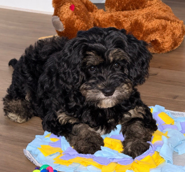 Gorgeous tiny toy cockapoo puppy