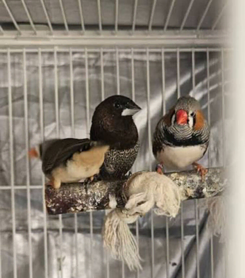 Bengalese & zebra finches for sale