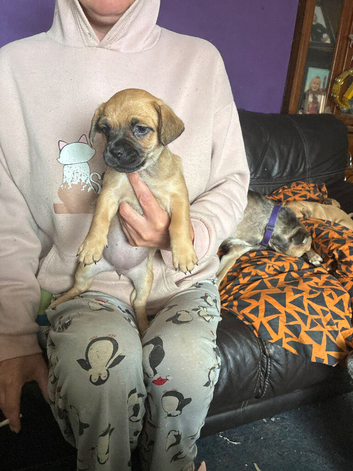 Puppies