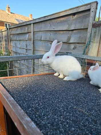 8 week old pure  New Zealand for sale