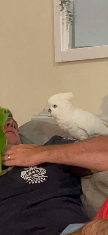 Stunning cheeky cockatoo